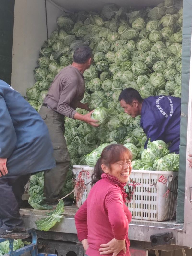 牛心甘蓝菜湖北当阳牛心菜大量上市牛心基地直供可视