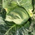 牛心甘蓝菜湖北当阳牛心菜大量上市牛心基地直供可视