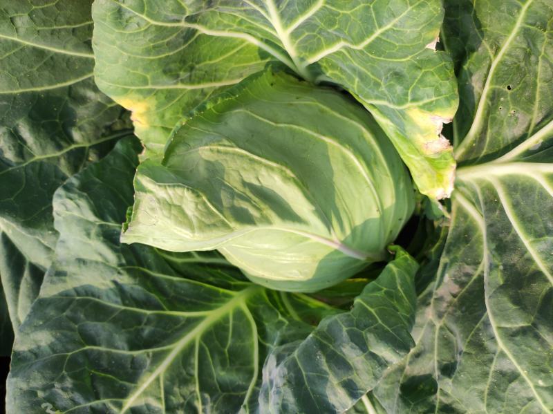 牛心甘蓝菜湖北当阳牛心菜大量上市牛心基地直供可视