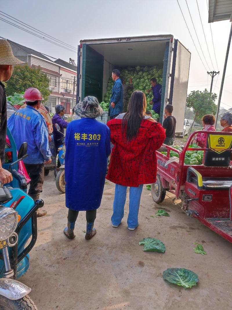 牛心甘蓝菜湖北当阳牛心菜大量上市牛心基地直供可视