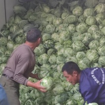 牛心甘蓝菜湖北当阳牛心菜大量上市牛心基地直供可视