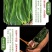 小光家糯米精品鲜肉粽子500克×20袋/箱好吃不腻