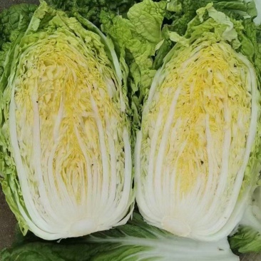 白菜产地直供可对接各大商超市场加工厂