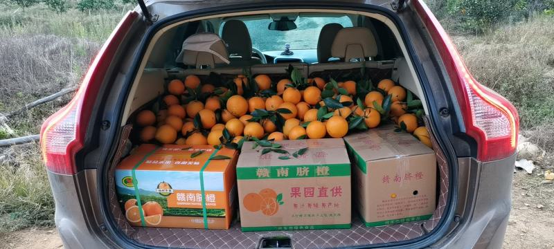 赣南脐橙