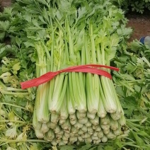 乐亭县芹菜蔬菜基地大量现货价格优惠