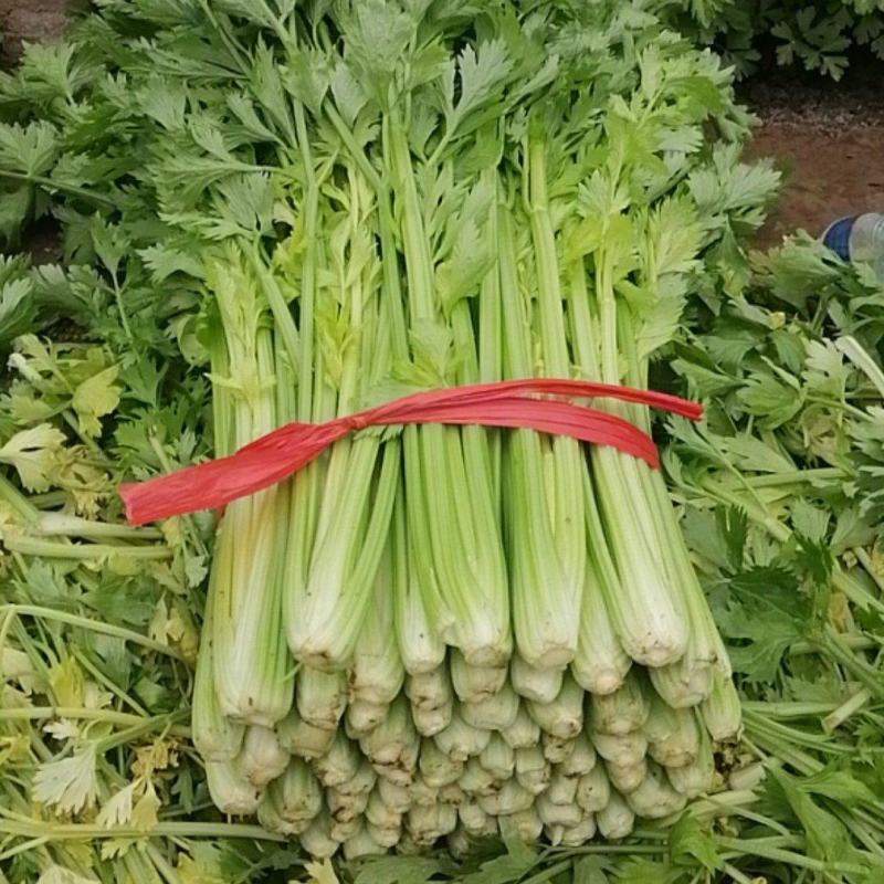 乐亭县芹菜蔬菜基地大量现货价格优惠