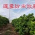 防虫网防蚊网蔬菜果树大棚专用加厚养鱼养殖网鱼苗网