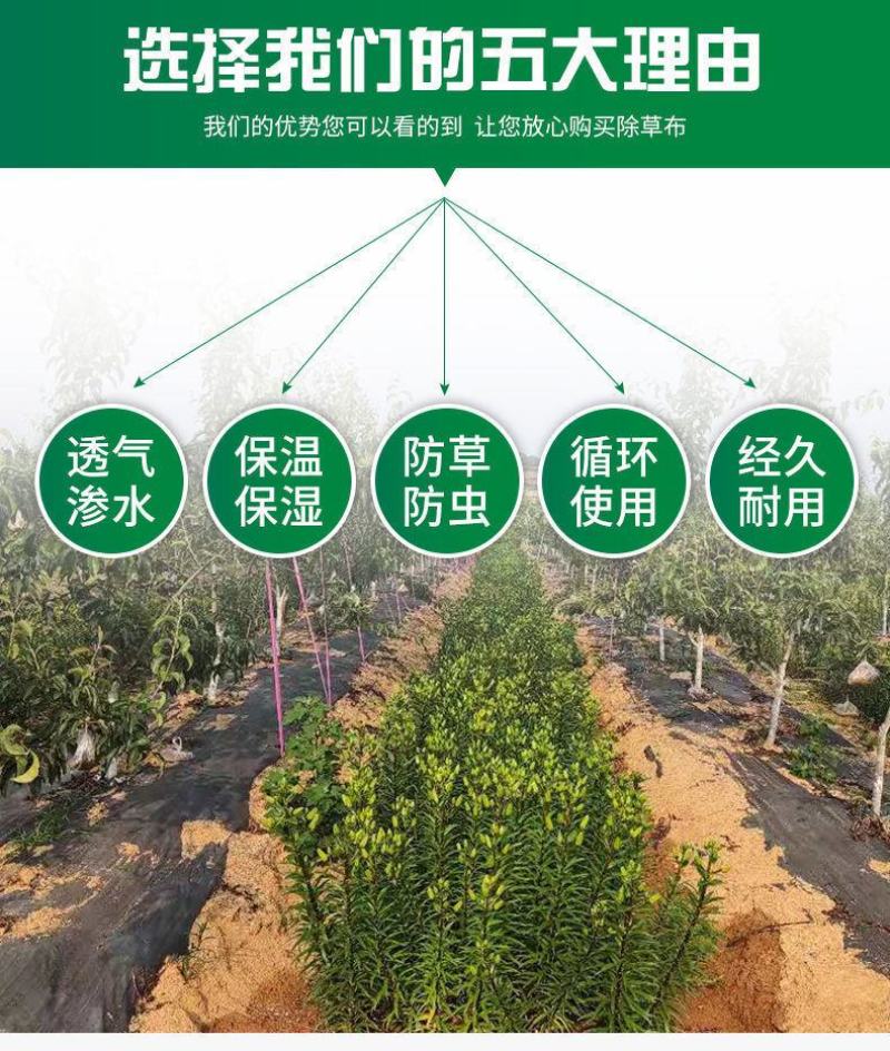 除草布批发农用抗老化耐用黑色果园果树大棚盖草灭草防草园艺
