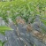 树杆直径2--4厘米广东四季香水柠檬苗