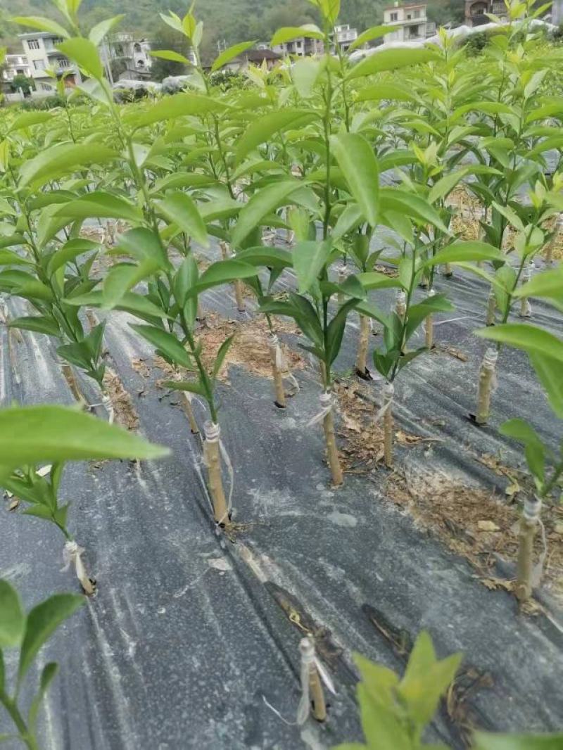 树杆直径2--4厘米广东四季香水柠檬苗