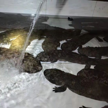 广西鲜活娃娃鱼包活包邮批发鱼食用活鱼大鲵宠物苗水产淡水鱼