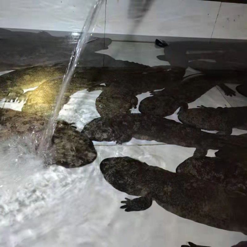 广西鲜活娃娃鱼包活包邮批发鱼食用活鱼大鲵宠物苗水产淡水鱼