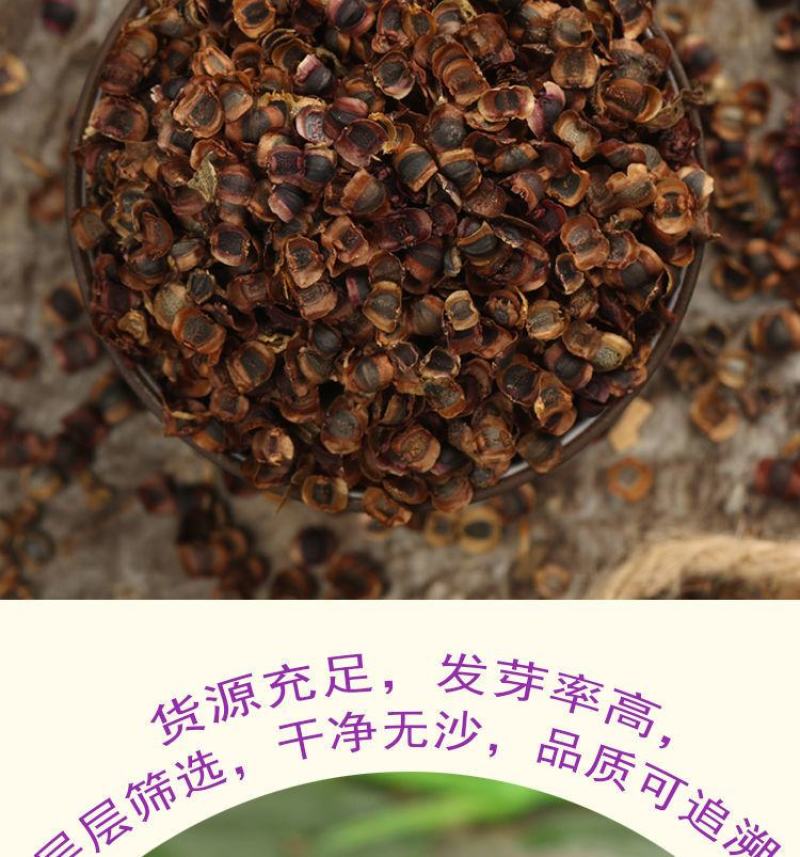 大花金鸡菊种子多年生宿根纯黄色菊花种籽四季播种耐旱