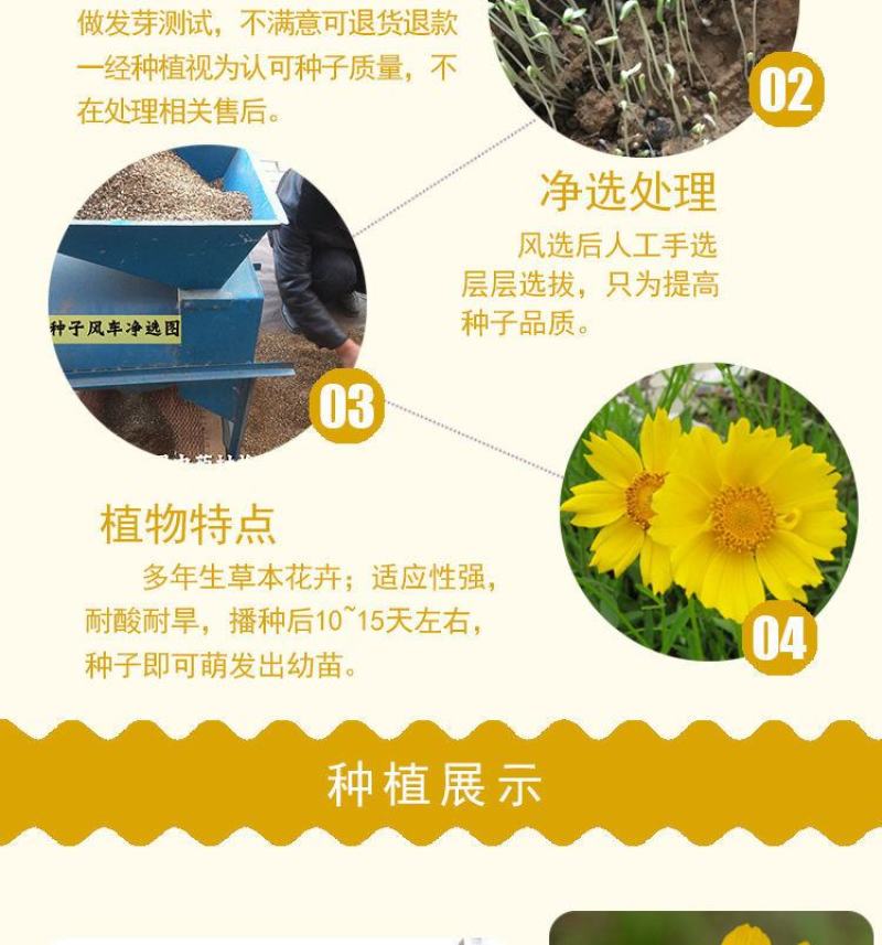 大花金鸡菊种子多年生宿根纯黄色菊花种籽四季播种耐旱
