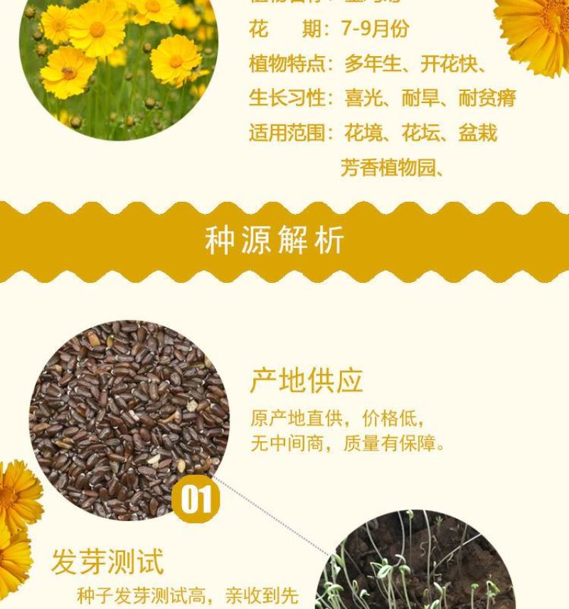 大花金鸡菊种子多年生宿根纯黄色菊花种籽四季播种耐旱
