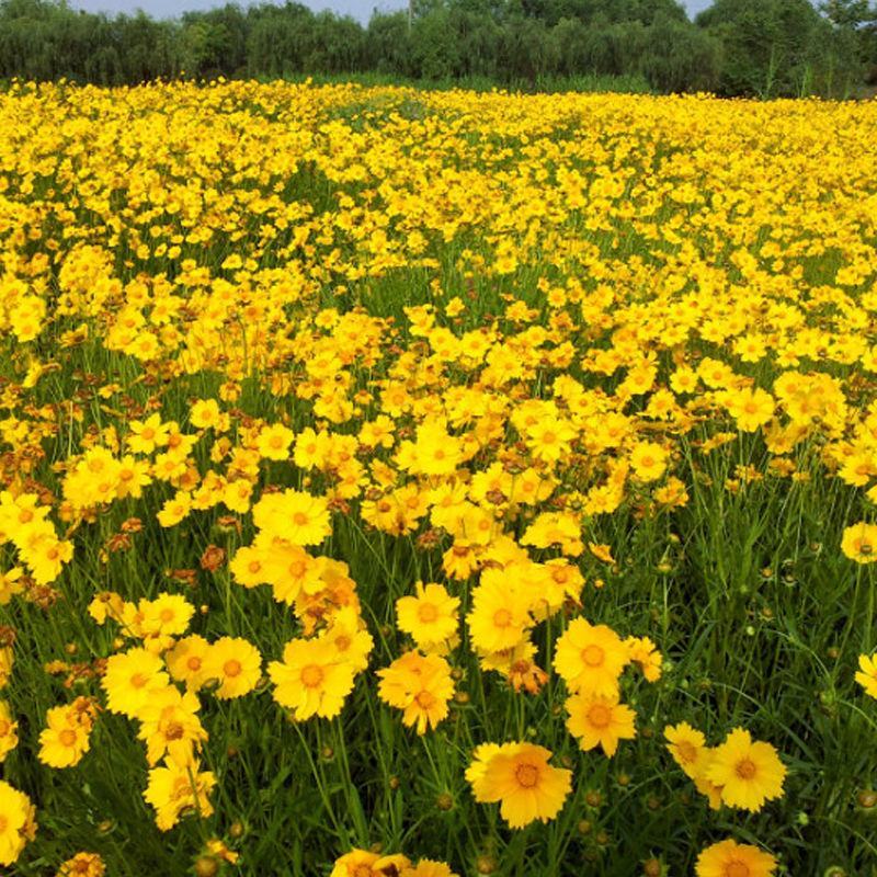 大花金鸡菊种子多年生宿根纯黄色菊花种籽四季播种耐旱