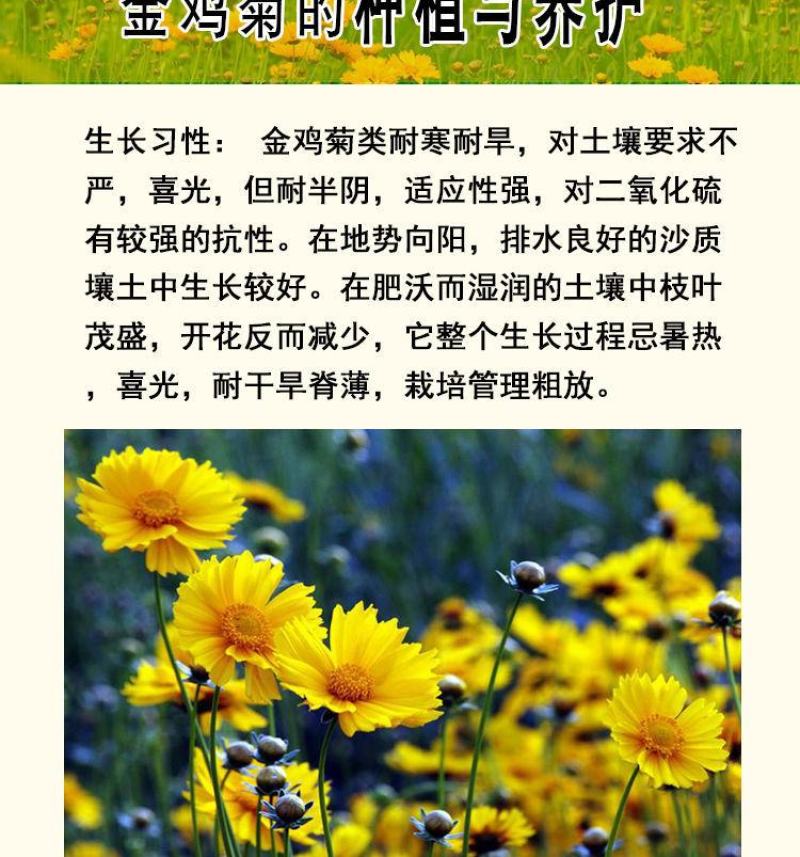大花金鸡菊种子多年生宿根纯黄色菊花种籽四季播种耐旱