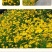 大花金鸡菊种子多年生宿根纯黄色菊花种籽四季播种耐旱