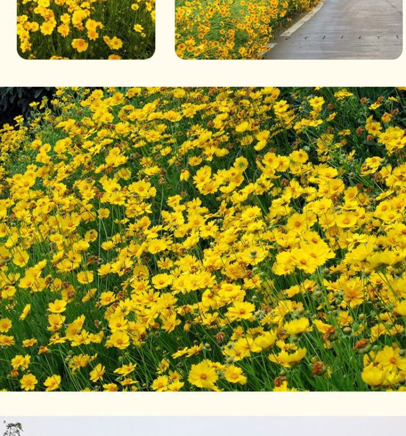 大花金鸡菊种子多年生宿根纯黄色菊花种籽四季播种耐旱