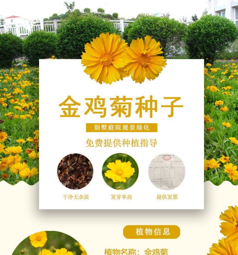大花金鸡菊种子多年生宿根纯黄色菊花种籽四季播种耐旱