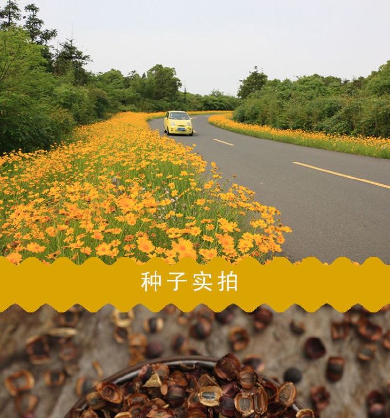 大花金鸡菊种子多年生宿根纯黄色菊花种籽四季播种耐旱