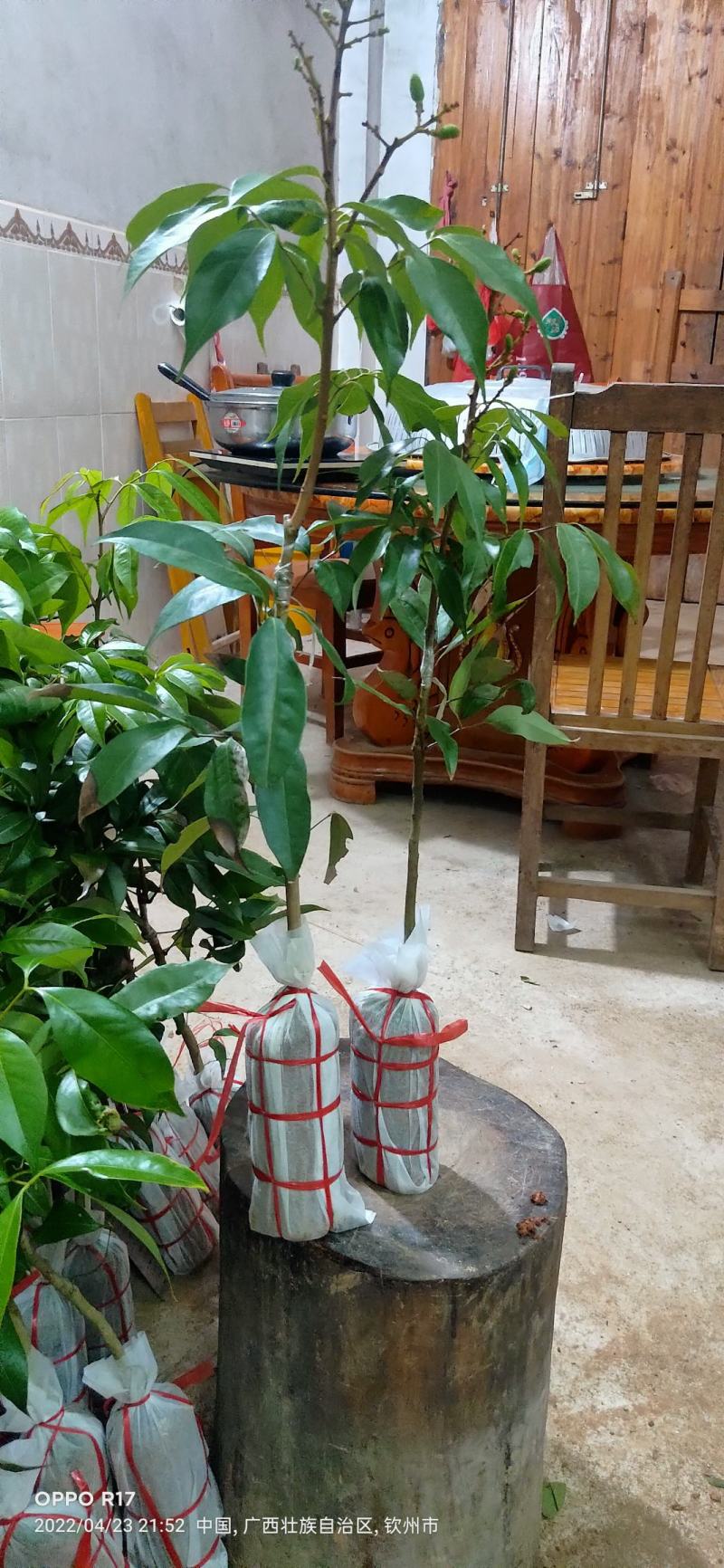 品种多样看好就下单不做假苗广西好苗桂花香荔枝苗