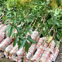 品种多样看好就下单不做假苗广西好苗桂花香荔枝苗