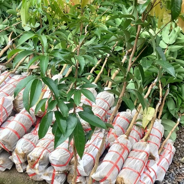 品种多样看好就下单不做假苗广西好苗桂花香荔枝苗