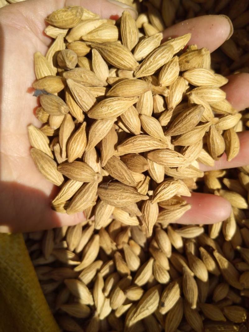 今年新鲜桂花籽