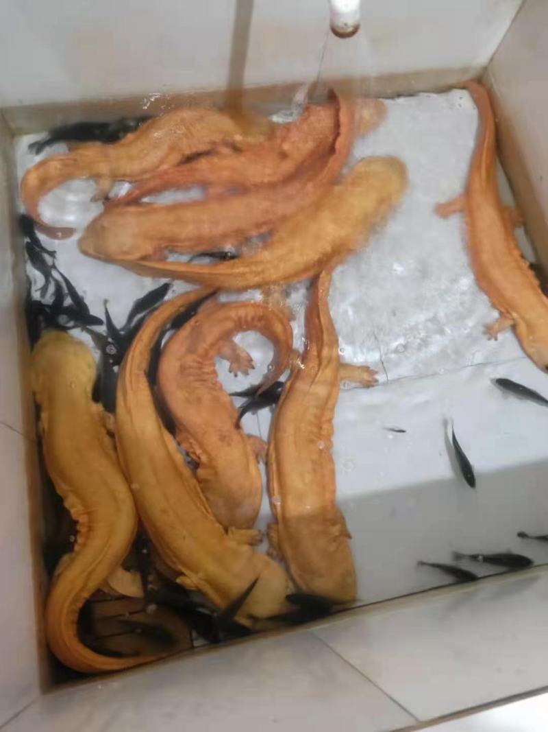 广东娃娃鱼活鱼海鲜水产月子餐汤疗养滋补营养佳品观赏鱼