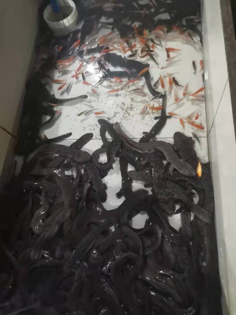广东娃娃鱼活鱼海鲜水产月子餐汤疗养滋补营养佳品观赏鱼