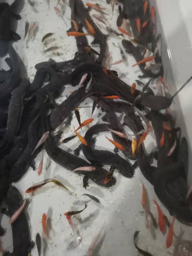 广东娃娃鱼活鱼海鲜水产月子餐汤疗养滋补营养佳品观赏鱼