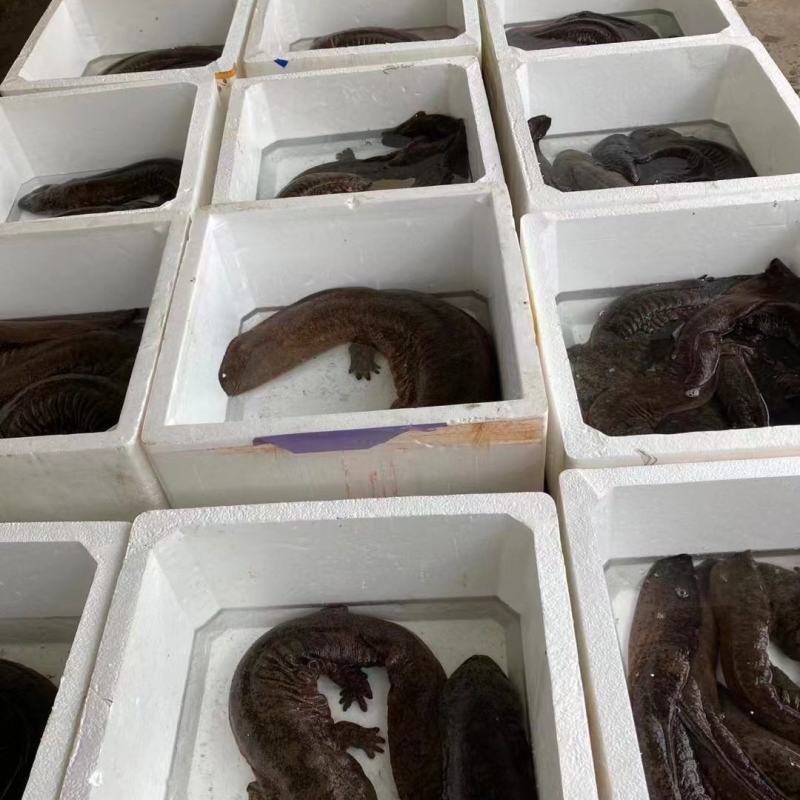 广东娃娃鱼活鱼海鲜水产月子餐汤疗养滋补营养佳品观赏鱼