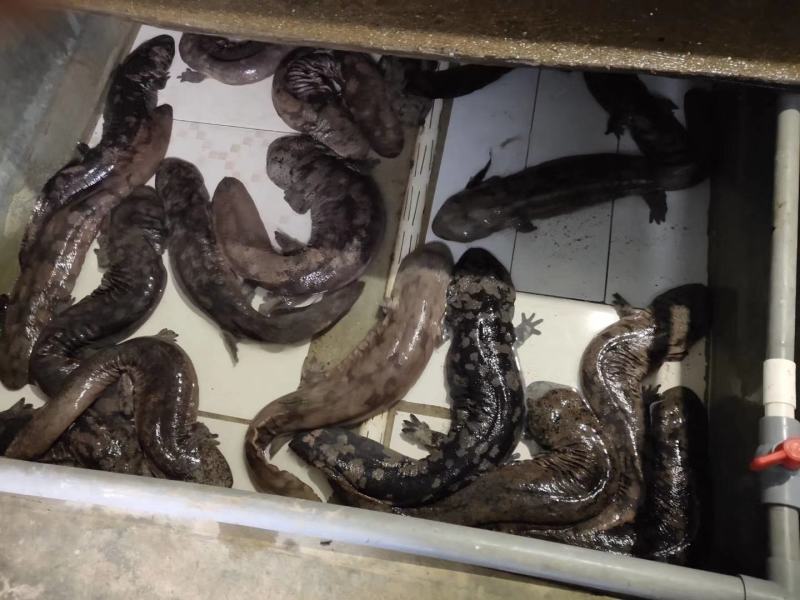 广东娃娃鱼活鱼海鲜水产月子餐汤疗养滋补营养佳品观赏鱼