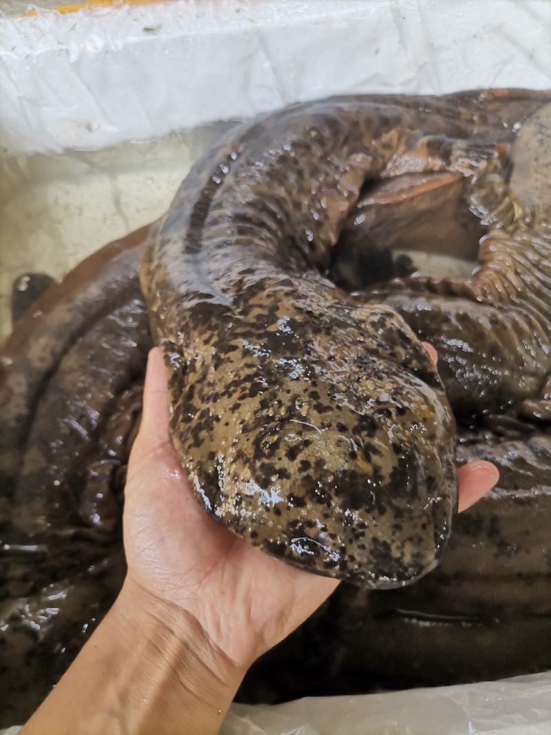 广东娃娃鱼活鱼海鲜水产月子餐汤疗养滋补营养佳品观赏鱼