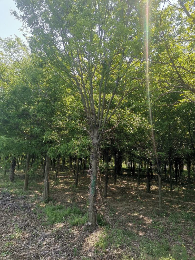 大量出售：10到15公分皂角树，价格详谈