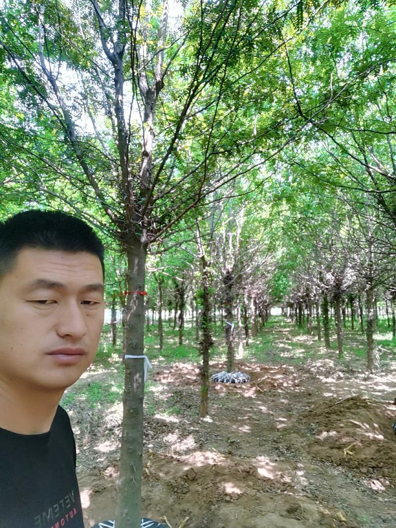 大量出售：10到15公分皂角树，价格详谈