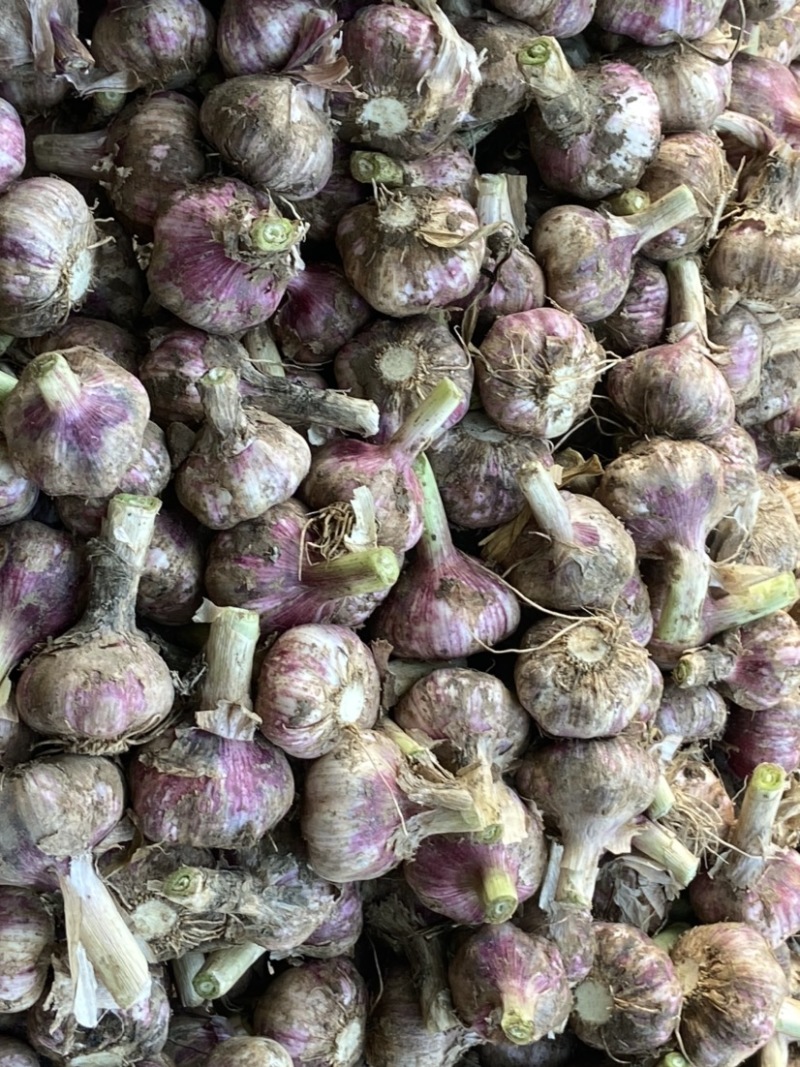 精品紫皮把子大蒜，颗粒饱满，现在以大量上市中，