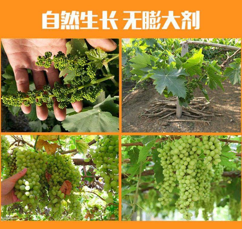 葡萄干新疆吐鲁番绿葡萄干货量充足，批发社区团购，发货