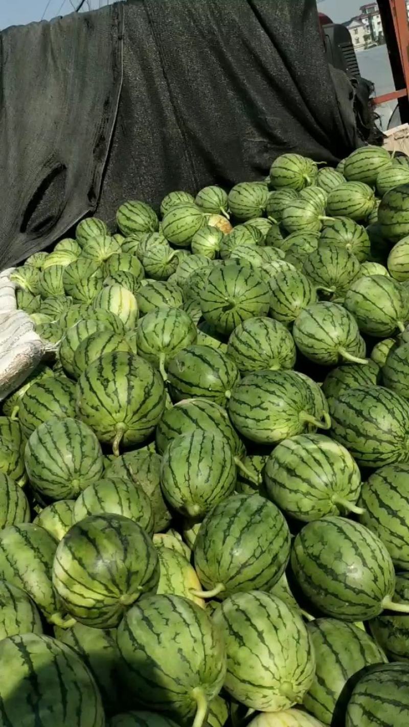 早春红玉大棚小西瓜早春红玉大棚小西瓜早春红玉大棚小西瓜早