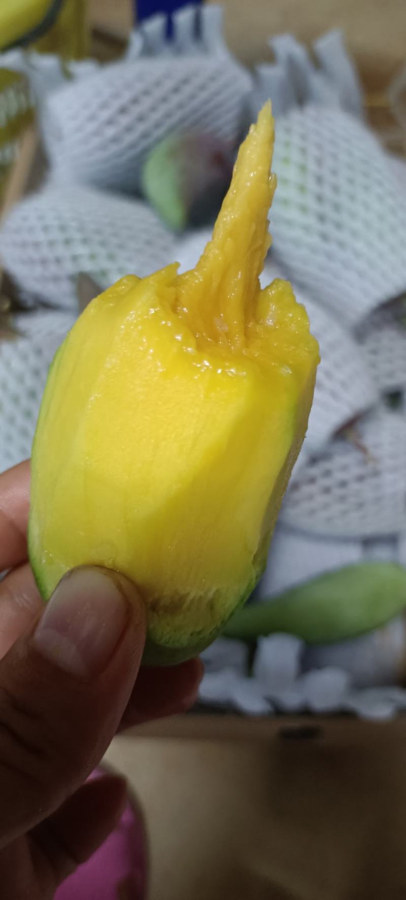 真正树上熟贵妃芒（熟一颗摘一颗）每天现摘，微商需要可以拿