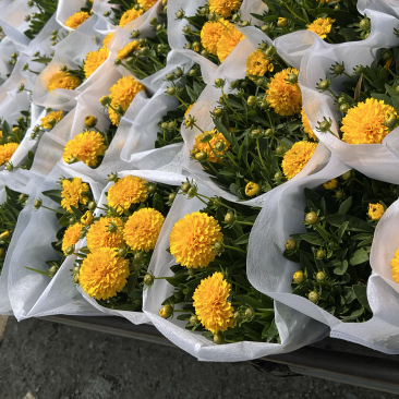 1加仑大花金鸡菊盆栽基地现货大量上市。量大从优