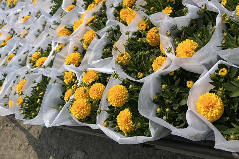 1加仑大花金鸡菊盆栽基地现货大量上市。量大从优