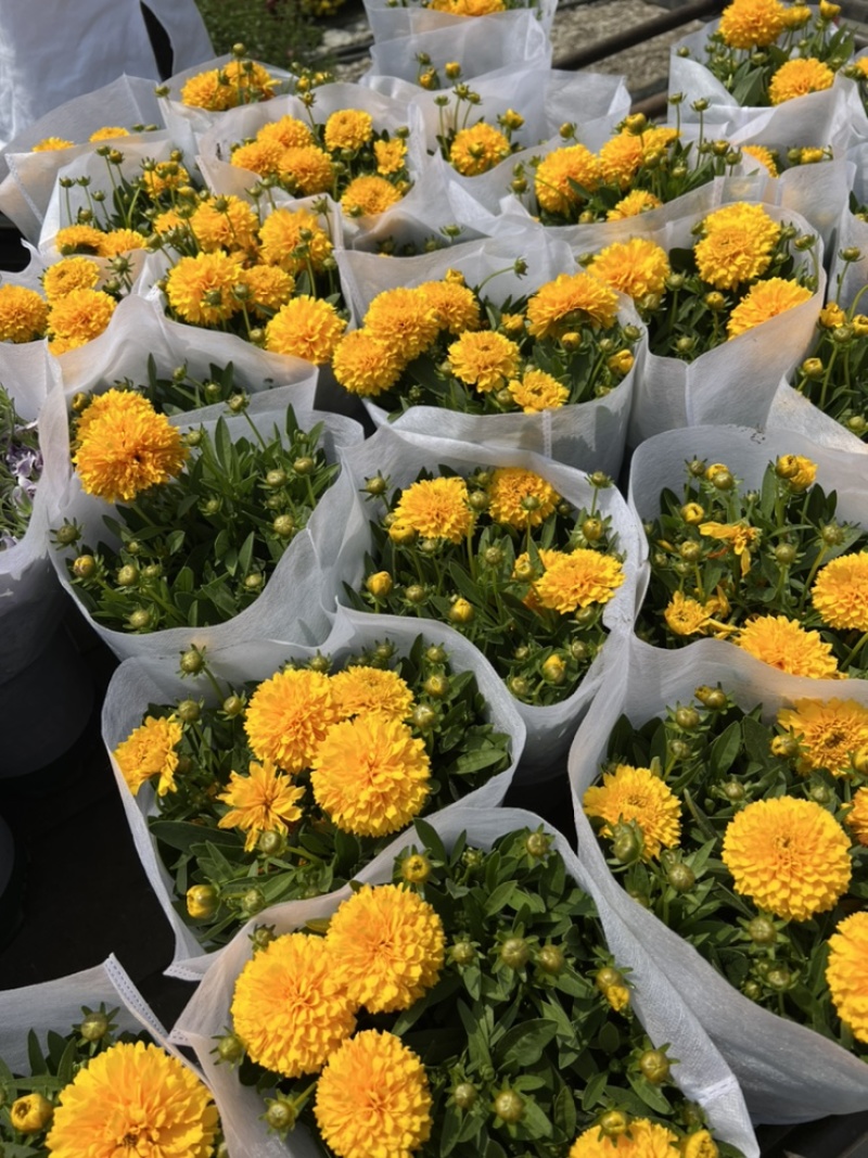 1加仑大花金鸡菊盆栽基地现货大量上市。量大从优