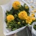 1加仑大花金鸡菊盆栽基地现货大量上市。量大从优