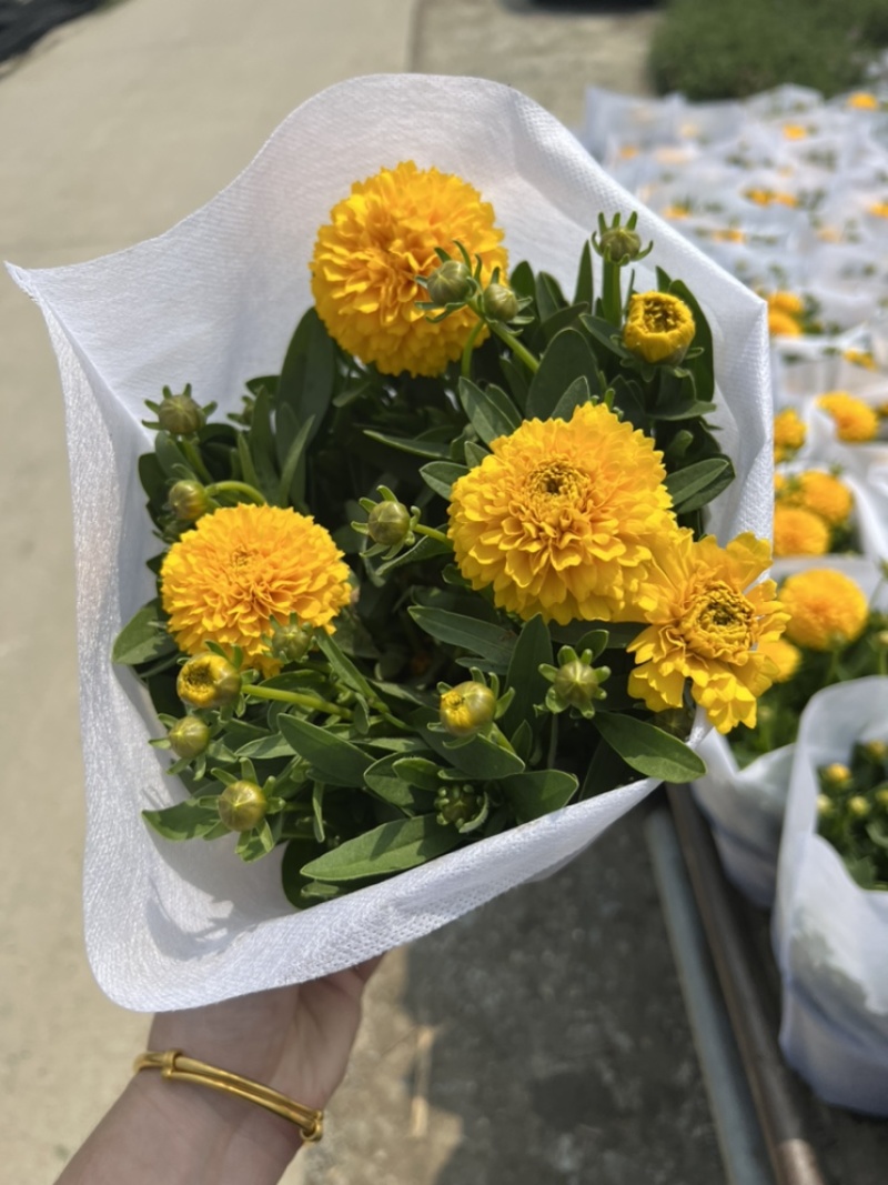 1加仑大花金鸡菊盆栽基地现货大量上市。量大从优