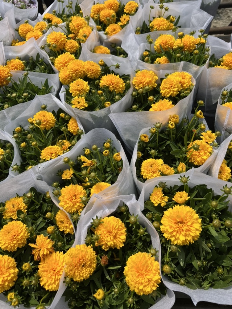 1加仑大花金鸡菊盆栽基地现货大量上市。量大从优