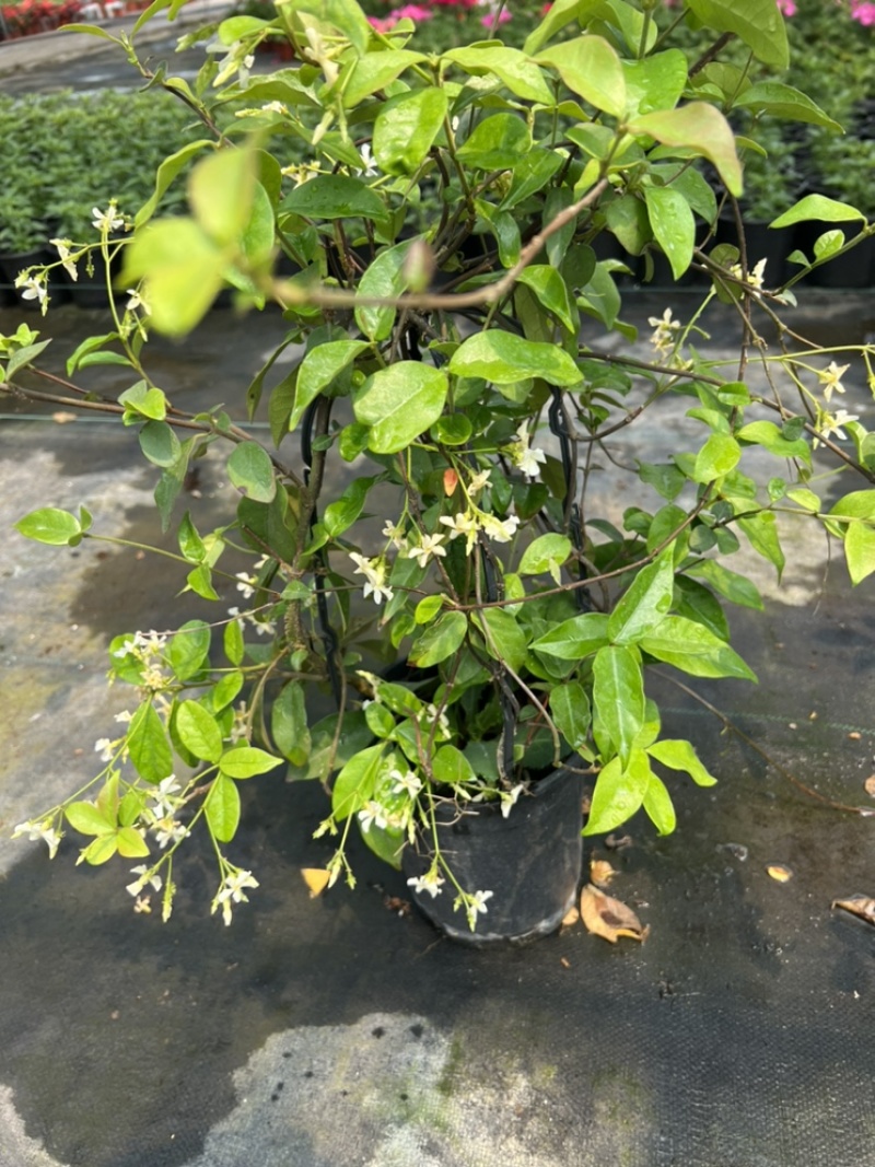 1加仑大花金鸡菊盆栽基地现货大量上市。量大从优