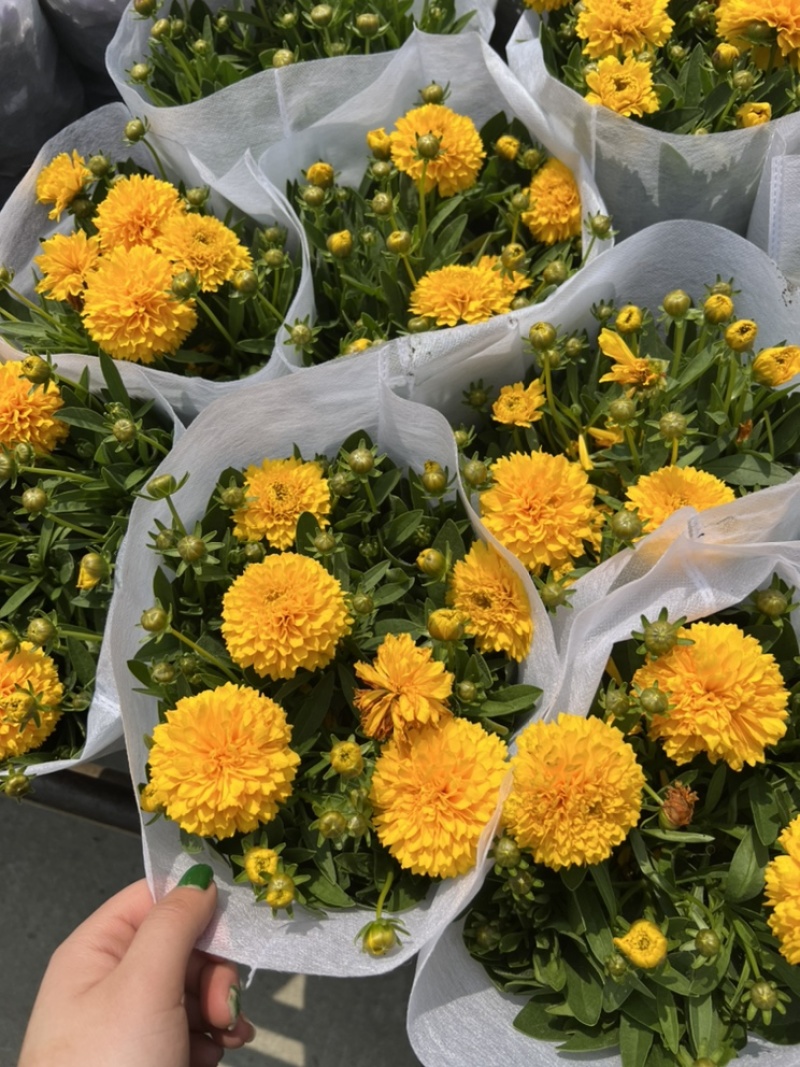 1加仑大花金鸡菊盆栽基地现货大量上市。量大从优