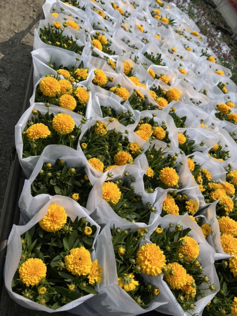 1加仑大花金鸡菊盆栽基地现货大量上市。量大从优